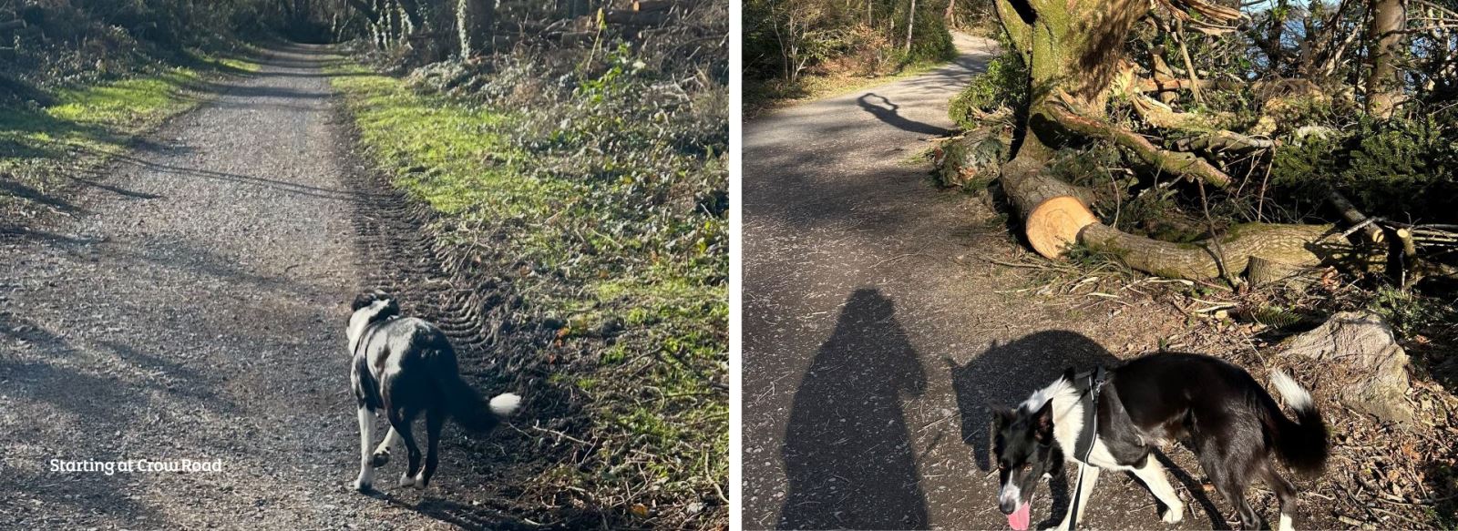 Border Collie Finn exploring Castlewellan Forest Park